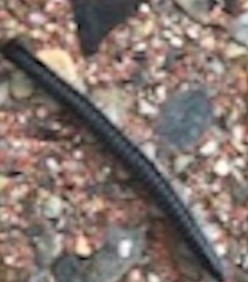 White-legged snake millipedes, also called black millipedes