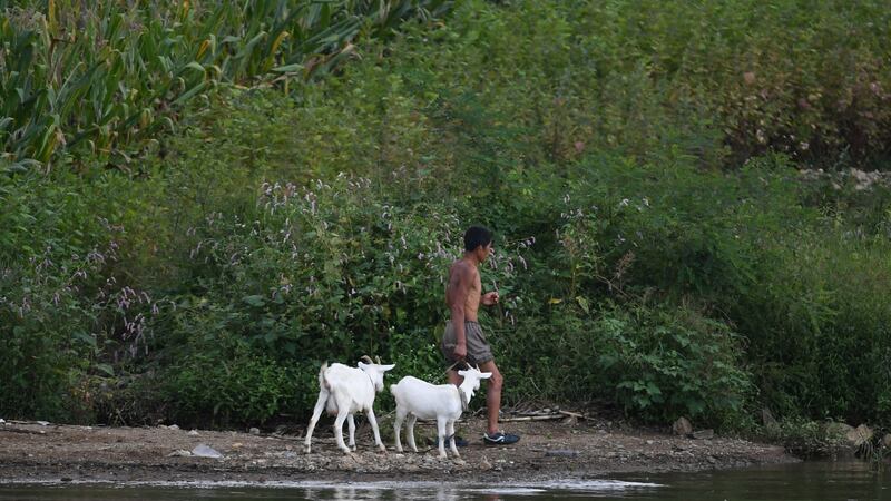 A North Korean man leads goats near the North Korean town of Sinuiju, opposite the Chinese border city of Dandong on  Sunday. Photograph: Greg Baker/AFP/Getty Images