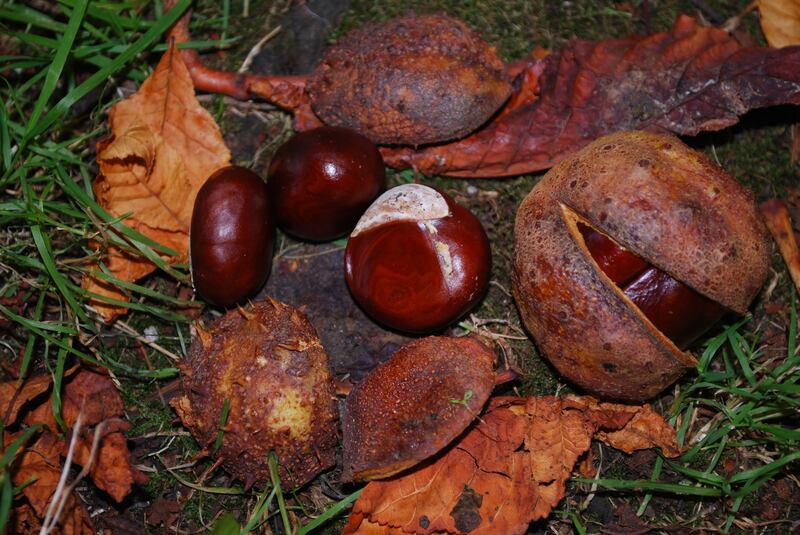 Horse chestnut conkers: prevention of spiders in the house is an old wives’ tale. Photograph: Meadhbh Coleman