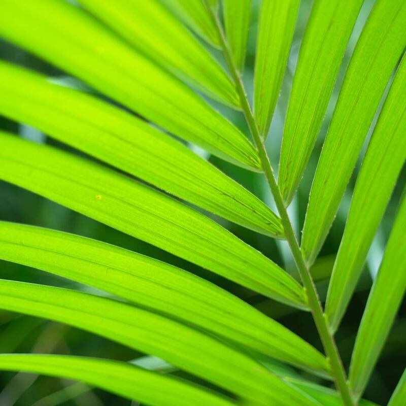 The elegant leaves of Howea forsteriana, the Kentia Palm. Photograph: Richard Johnston