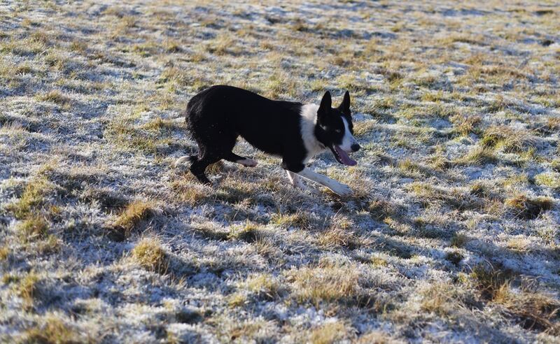 One of Paul Walker's sheepdogs. Photograph: Bryan O'Brien