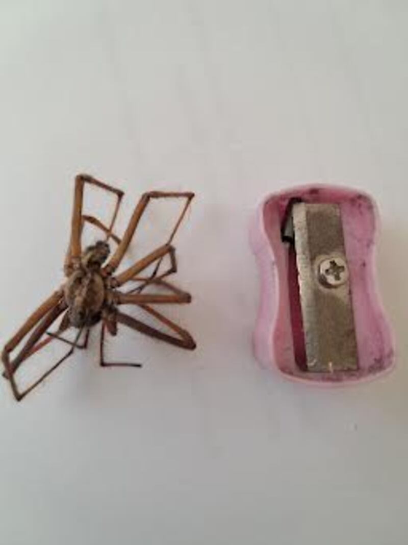 Giant house spider. Photograph supplied by Ellie and Caoilfhionn