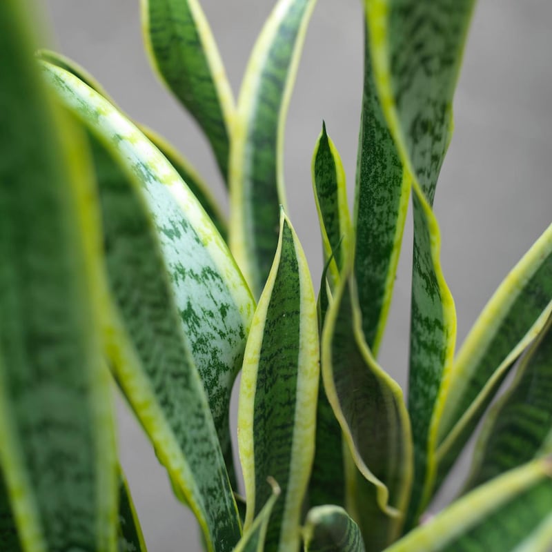 The spiky, architectural leaves of Sansevieriea, or mother-in-law’s tongue, a houseplant known for its toughness. Photograph Richard Johnston