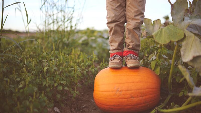 Pumpkins are yet another colourful, fun and fast-growing vegetable easily raised from seed. Photograph: Getty