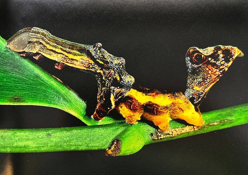 The caterpillar Nystalea aequipars, which is native to the Área de Conservación Guanacaste in the tropical forests of Costa Rica.