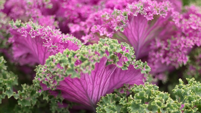 Colourful kale leaves growing in an Irish garden. Photograph:  Richard Johnston