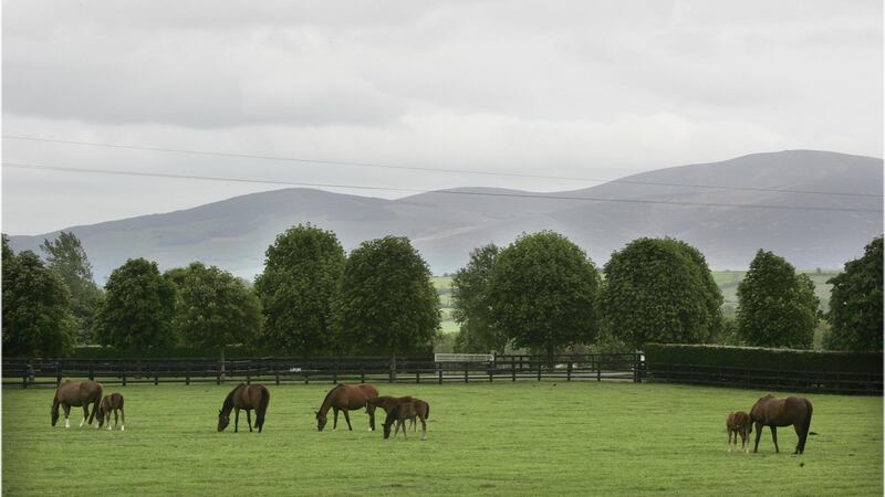 Mares and foals graze beneath Slievenamon at Coolmore Stud in Fethard, Co. Tipperary. with view of Slievenamon behind. File photograph: Dara Mac Dónaill/The Irish Times.