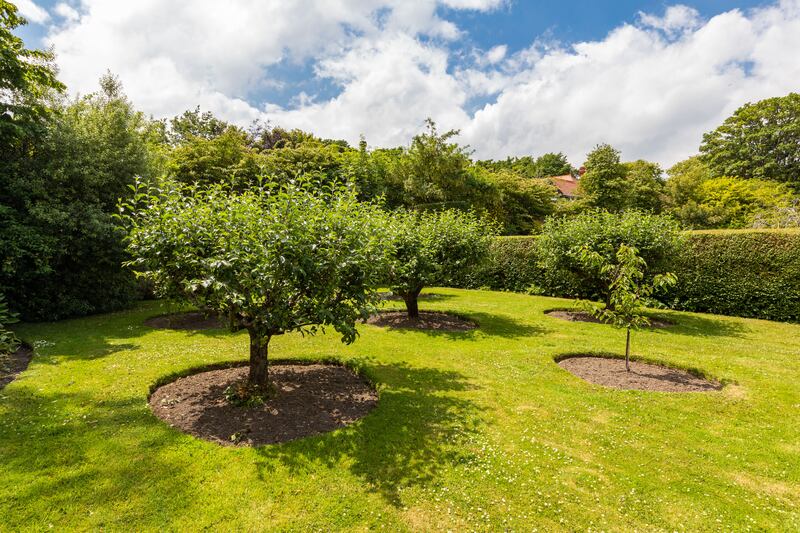 Part of the garden is now set out in fruit trees.