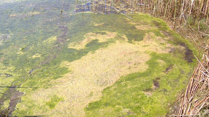 An algal bloom on Lough Carra. Photograph: Lynda Huxley