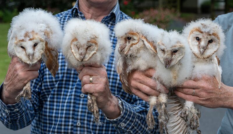 Barn owl chicks: the animals do a good job of keeping farms vermin-free. Photograph: Larry Kenny