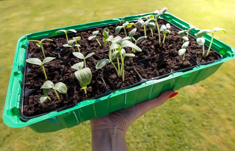 Both the slowing pace and changing manner of growth in our gardens and allotments that follows the summer solstice is already evident by July when the freshness, youth and lusty vitality of early summer is replaced by something altogether more mellow. Photograph: Getty Images