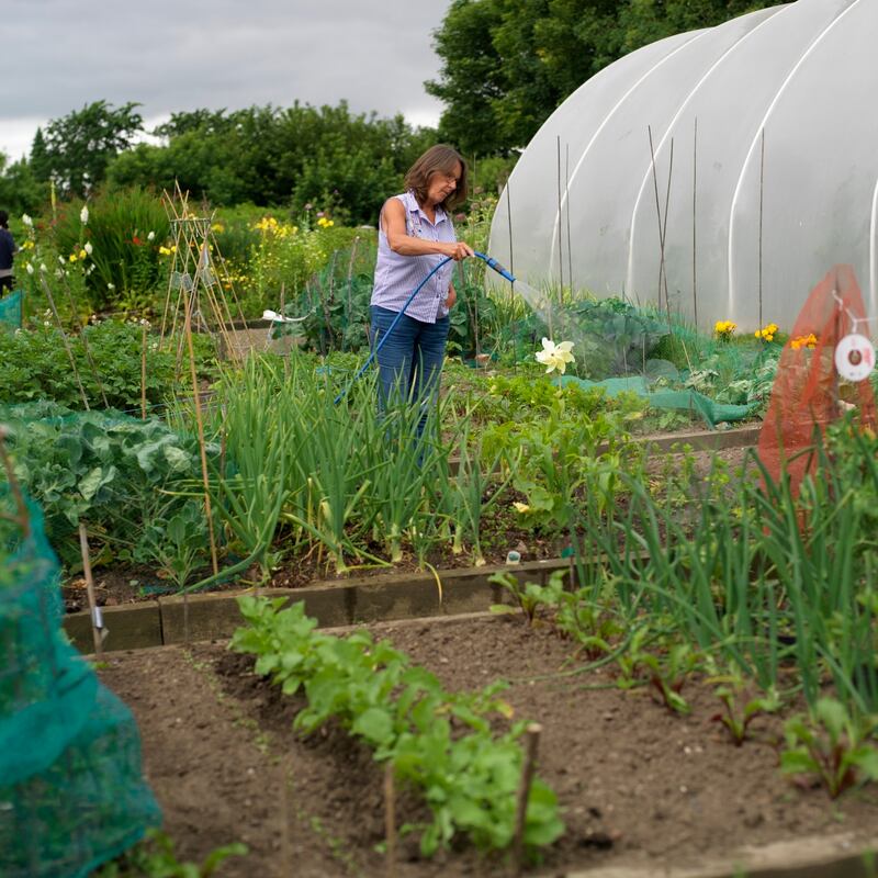 There’s still plenty of time to sow lettuce, scallions, turnips, radish, annual spinach, kohlrabi, Florence fennel and Chinese cabbage. Photograph: Richard Johnston