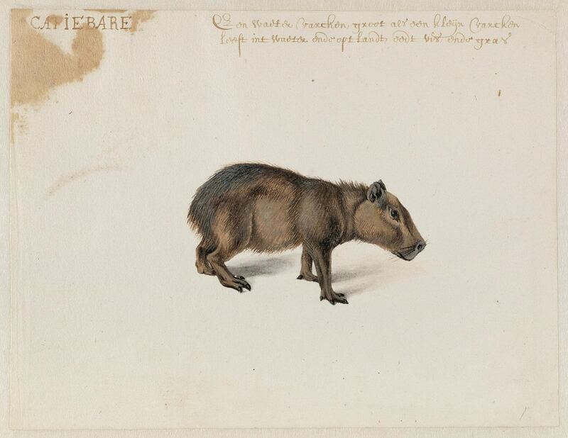 Frans Post: Capybara. Courtesy Noord-Hollands Archief, Haarlem