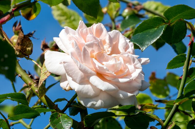 Rose (rosa) Penny Lane 'Hardwell', a summer flowering climbing plant with a pink summertime double flower. Photograph: Anthony Baggett/iStock 