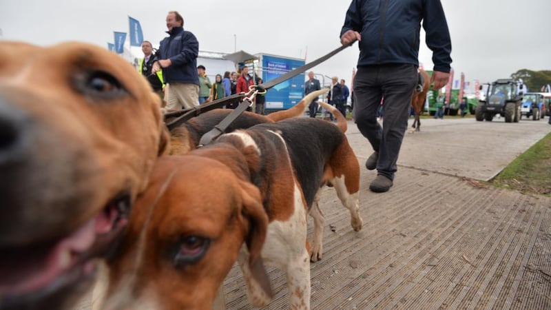 Dogs are drawn to the camera at the start of the third and final day of the National Ploughing Championships at Ratheniska, Co. Laois. Photograph: Alan Betson/The Irish Times.