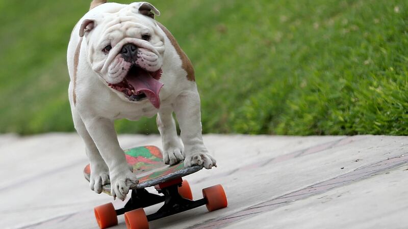 Otto has set the record for the longest human tunnel travelled through by a skateboarding dog. Photograph: Raul Sifuentes/Guinness World Records/PA