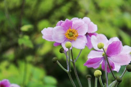 My anemone is out of control. How do I get rid of it?