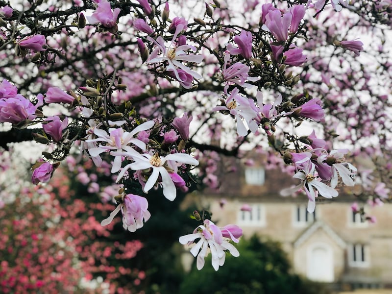 Magnolia 'Leonard Messel'. Photograph: Vikki Rimmer/PA