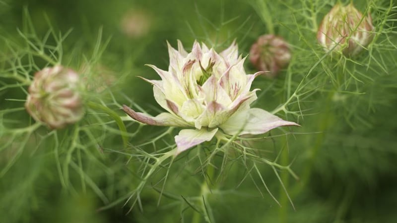 Love-in-the-mist, or Nigella damascena