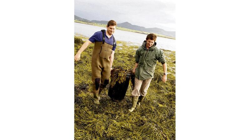 Brothers Mark (left) and Neil Walton harvesting seaweed for their Voya Seaweed Baths