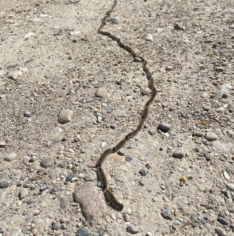 Caterpillars of pine processionary moth on the move in Spain