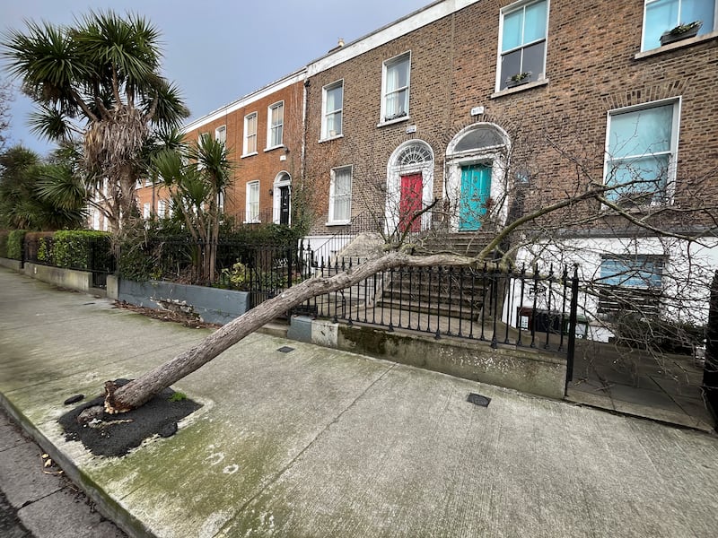 A tree that fell across the entrance to a house on Leeson Street in Dublin due to high winds brought by Storm Éowyn. Photogrpah: Bryan O’Brien
