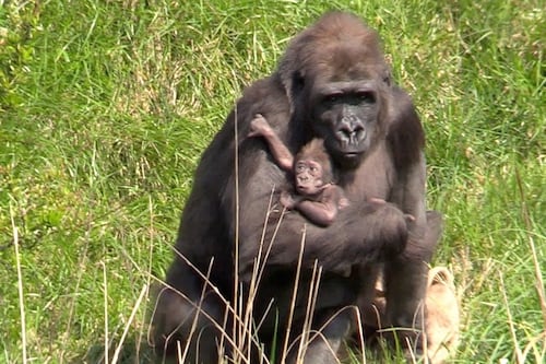 Dublin Zoo’s new baby gorilla comes out for the sunshine