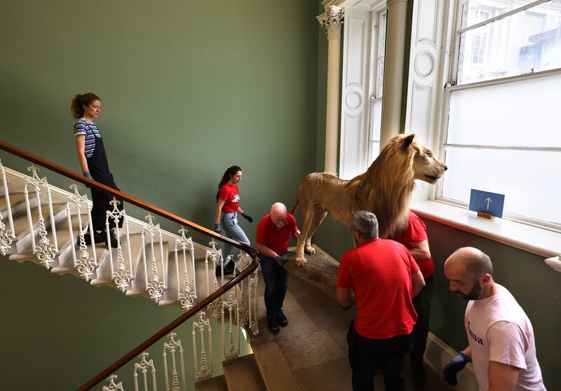 The Decant Team along with movers from William Tracey & Son (part of the Cronin Group,) remove a Lion at the National Museum of Ireland - Natural History, as they prepare to transport from Merrion Street, Dublin. Photograph: Dara Mac Dónaill / The Irish Times
