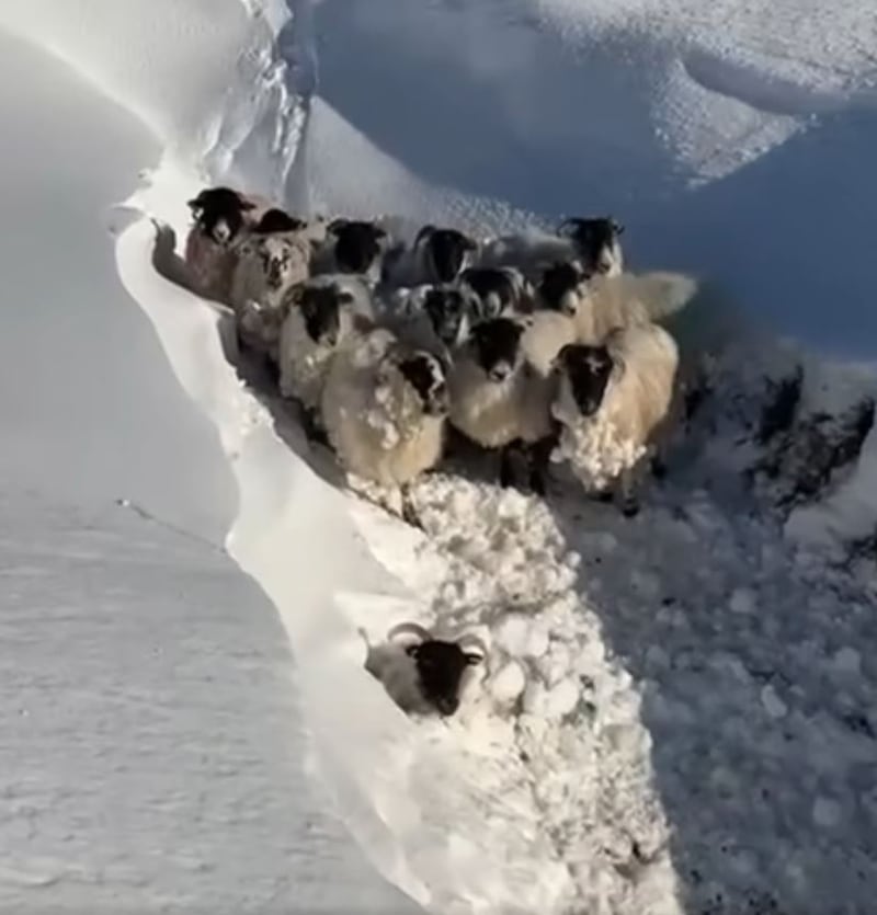 Sheep in snow on the Galtee Mountains this week 