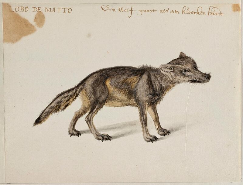 Frans Post: Crab-Eating Fox. Courtesy Noord-Hollands Archief, Haarlem