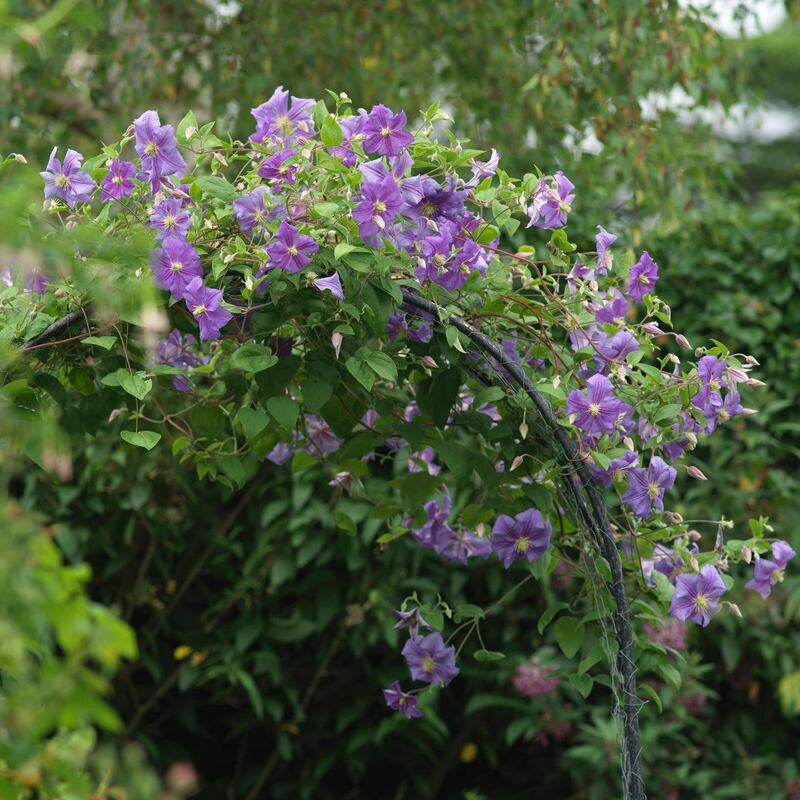 A summer flowering clematis trained up an arched support. Photograph: Richard Johnston