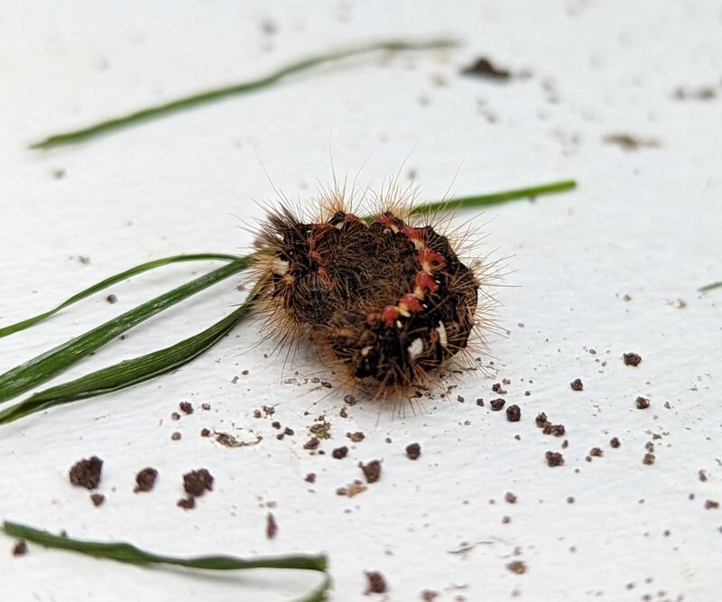 Knot Grass caterpillar: grow and burst their skins as they develop from one instar growth phase to the next. Photograph: Áine Ní Mhuirí