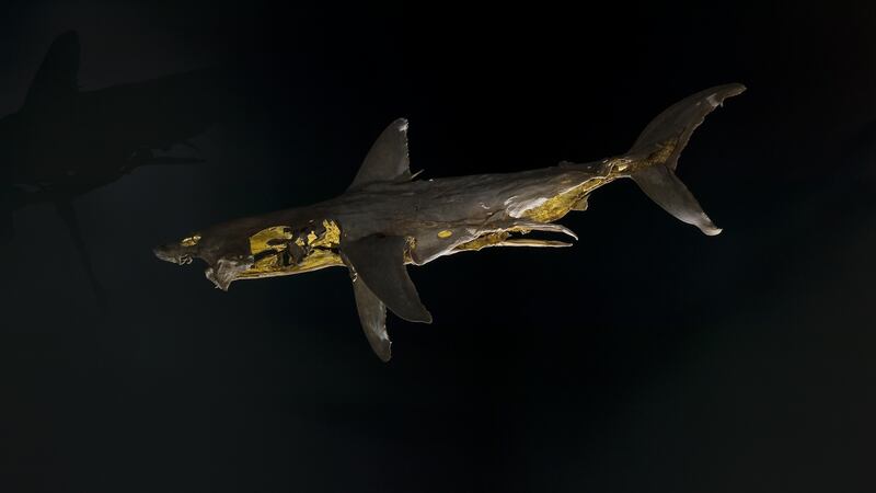 The work Relic, a porbeagle shark lined with gold leaf