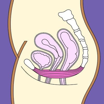 The pelvic floor muscles run from the pubic bone in the front to the tailbone in the back of the pelvis. 