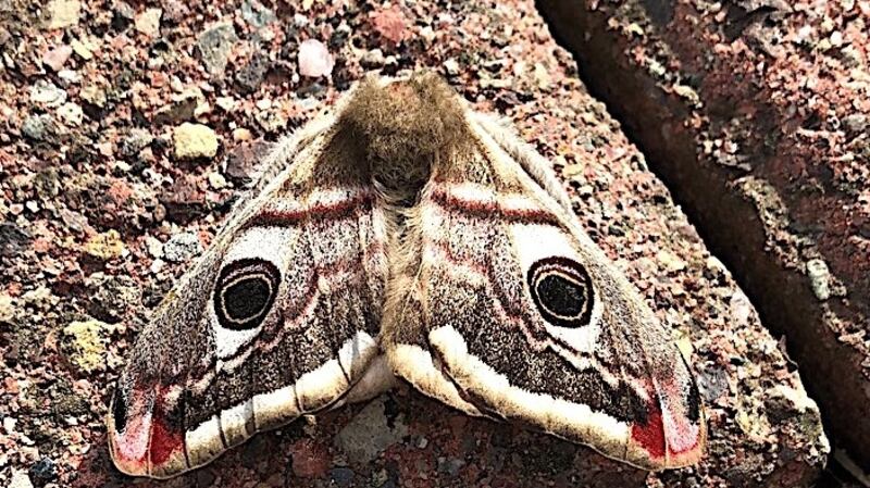 The female emperor moth