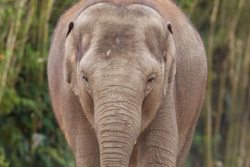 Second elephant dies in days at Dublin Zoo from viral infection 
