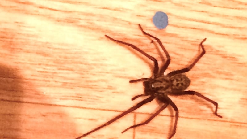 Giant house spider, Eratigena gigantea.