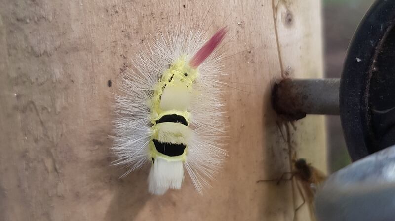 Caterpillar of the pale tussock moth