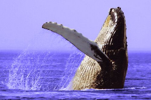 Poem of the Week: Humpback