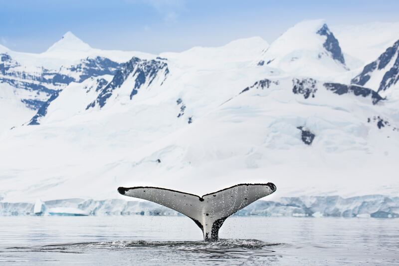 Under threat: A humpback whale sinks into deep waters at Dorian Bay, Antarctica. Photograph: Manuel Romaris/Getty Images