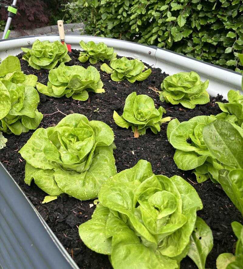 Peter O'Mahony's salad leaves