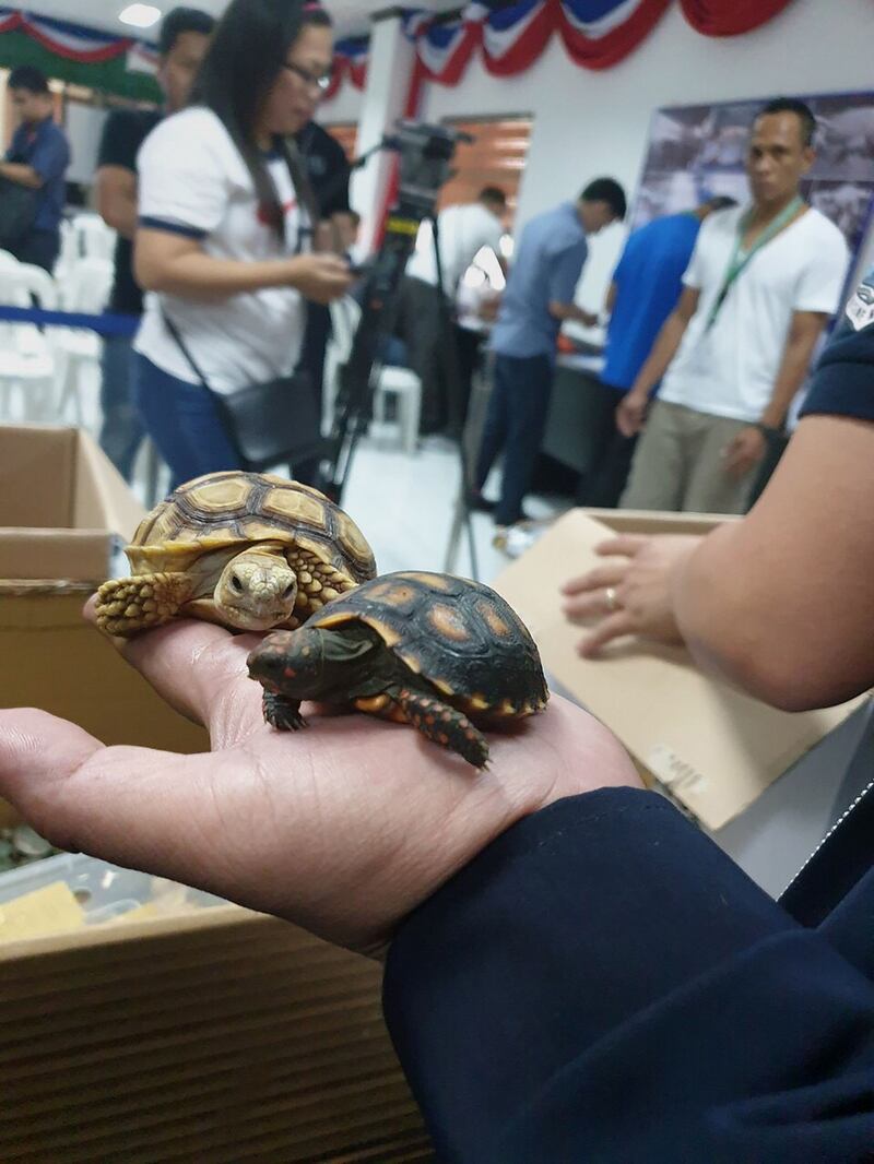 More than 1,500 live exotic turtles were found inside luggage. Photograph: Bureau of Customs/AFP/Getty Images