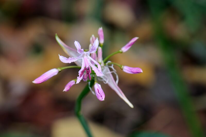 White and pink skinny flowerhead of Cape flower (Nerine bowdenii). 