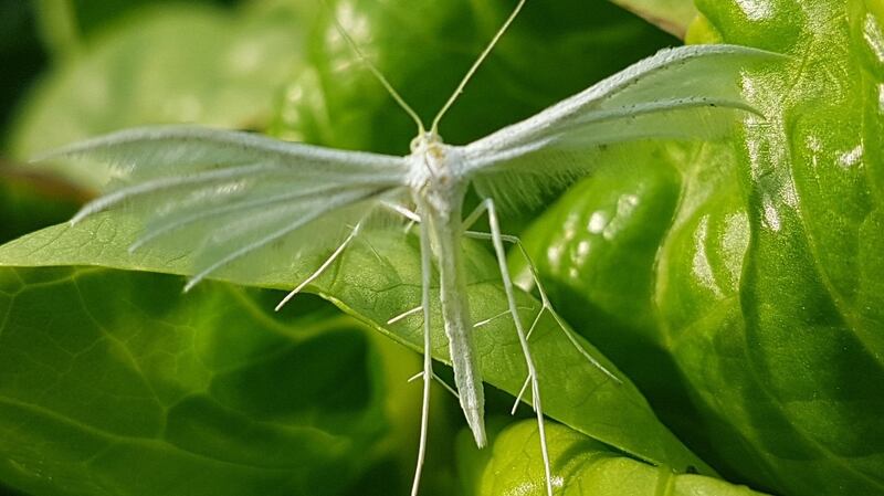 The white plume moth