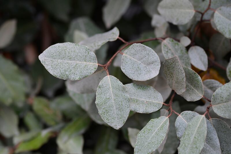 Ebbinge’s silverberry (Eleagnus x ebbingei ‘Compacta’) is suitable for windbreaks