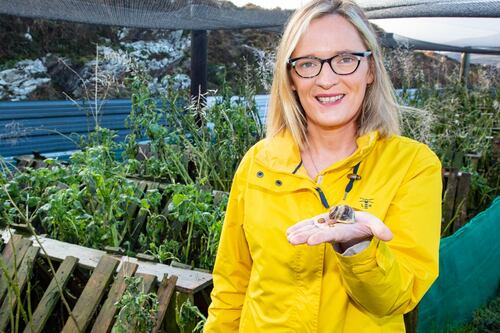 Snail farming in Ireland: An ideal climate with a product in high demand