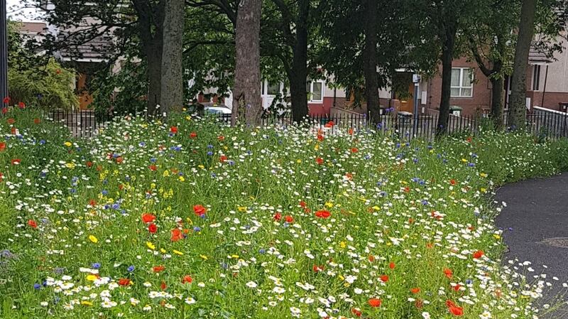 Markievicz Park wild flowers. Photograph: Dublin City council