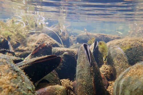 Habitats directive: Gross policy failure leaves Ireland’s most prized natural possessions at risk