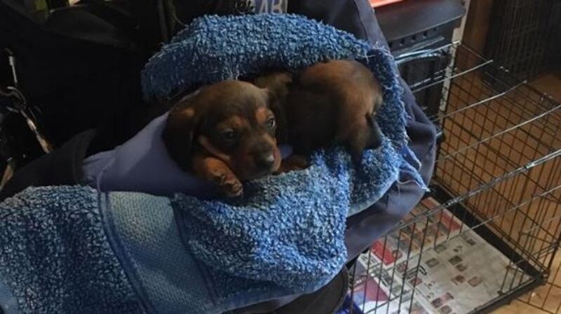 Some of the dogs seized by gardaí. Photograph: Garda/Facebook