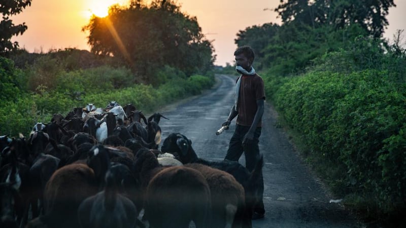 Calvin Klein Obsession:  a goatherd outside Loni, in India. Photograph: Bryan Denton/NYT